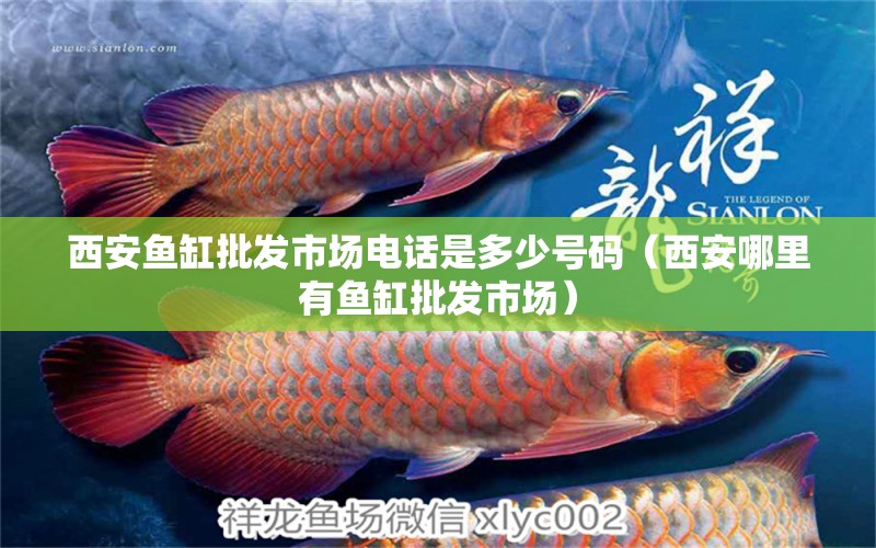 西安魚缸批發(fā)市場電話是多少號碼（西安哪里有魚缸批發(fā)市場）