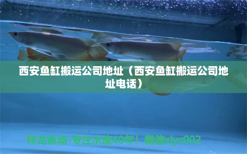 西安魚缸搬運公司地址（西安魚缸搬運公司地址電話） 祥龍水族醫(yī)院