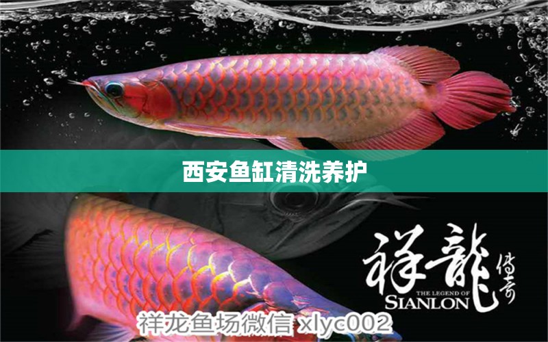 西安魚缸清洗養(yǎng)護 其他品牌魚缸