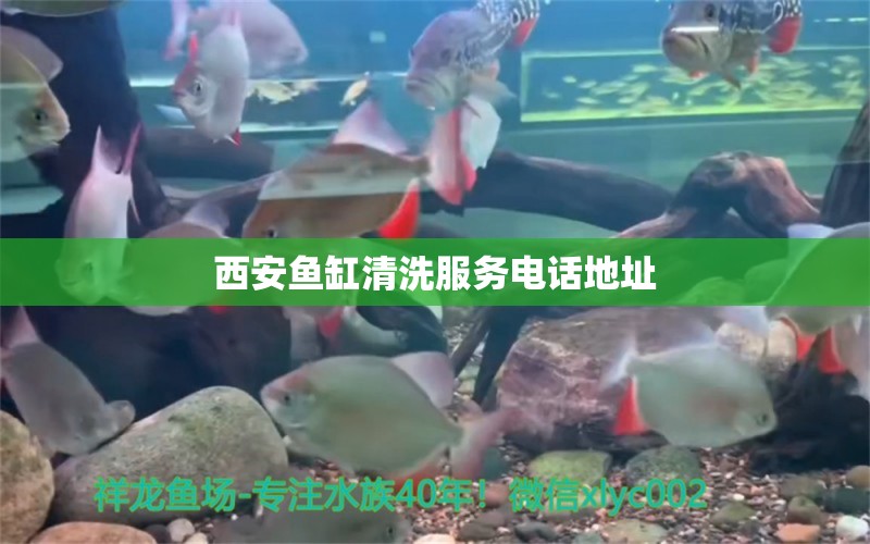 西安魚缸清洗服務(wù)電話地址 祥龍魚場