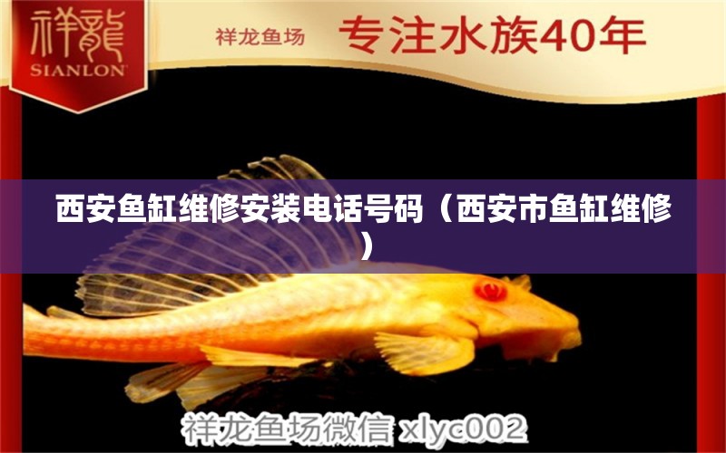 西安魚缸維修安裝電話號(hào)碼（西安市魚缸維修） 海象魚