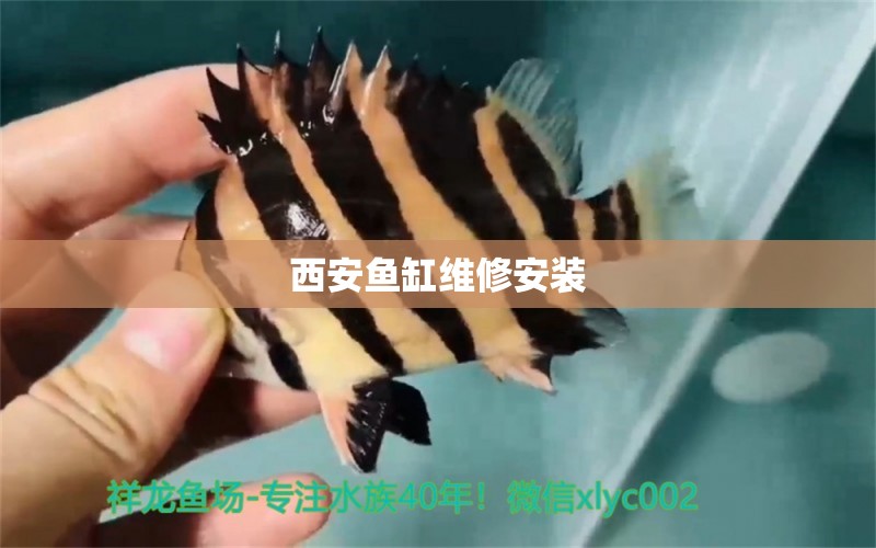 西安魚缸維修安裝 其他品牌魚缸