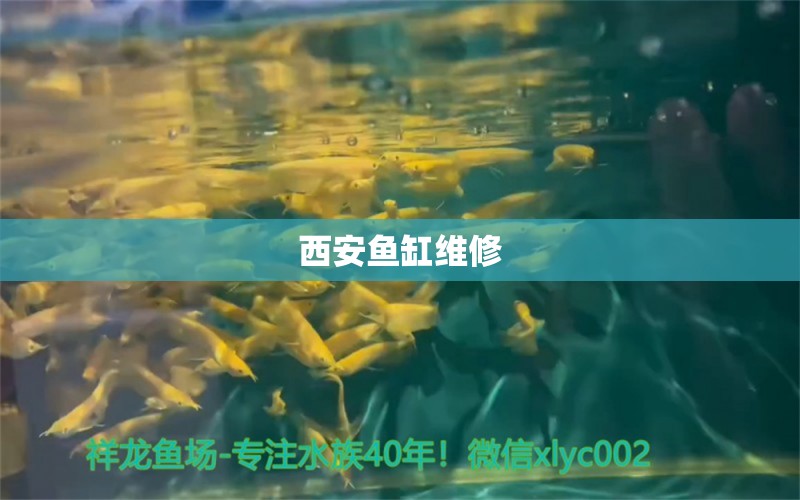 西安魚缸維修