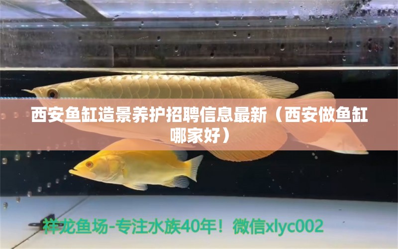 西安魚缸造景養(yǎng)護(hù)招聘信息最新（西安做魚缸哪家好） 生態(tài)瓶/創(chuàng)意缸/桌面微景缸