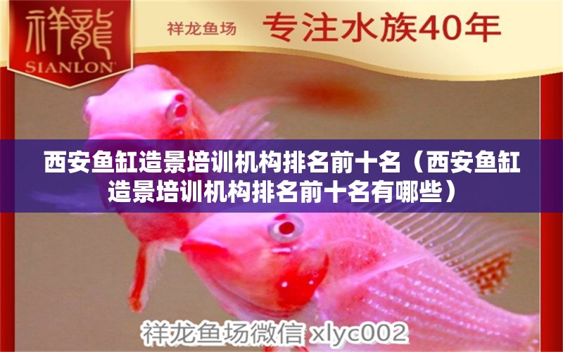 西安魚缸造景培訓機構(gòu)排名前十名（西安魚缸造景培訓機構(gòu)排名前十名有哪些）