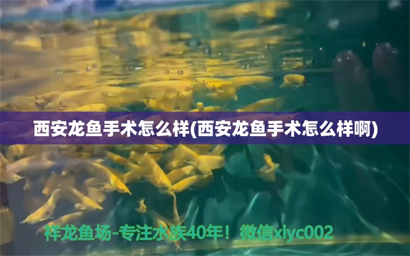 西安龍魚手術(shù)怎么樣(西安龍魚手術(shù)怎么樣啊) 圣菲埃及魚