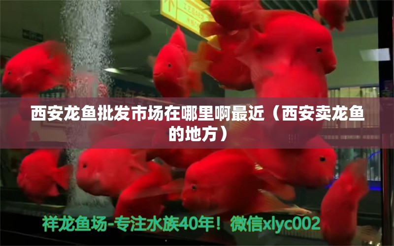 西安龍魚批發(fā)市場在哪里啊最近（西安賣龍魚的地方） 龍魚批發(fā)