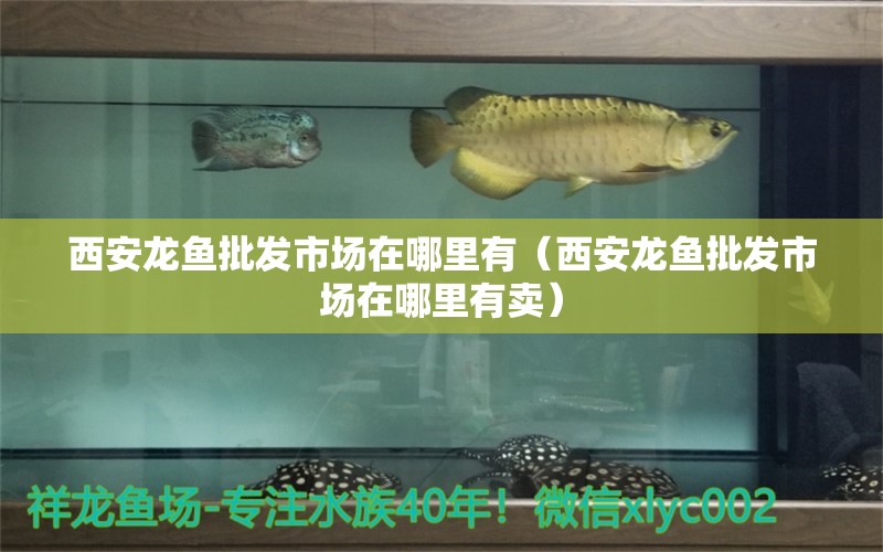 西安龍魚(yú)批發(fā)市場(chǎng)在哪里有（西安龍魚(yú)批發(fā)市場(chǎng)在哪里有賣）