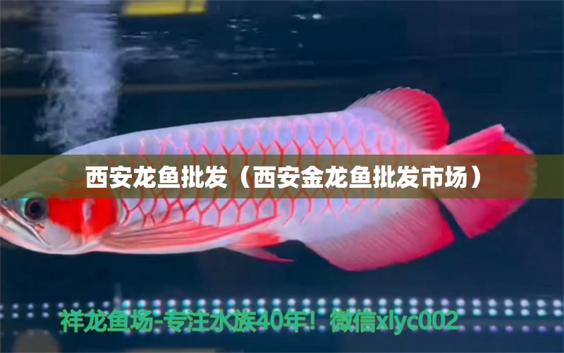 西安龍魚批發(fā)（西安金龍魚批發(fā)市場） 龍魚批發(fā)