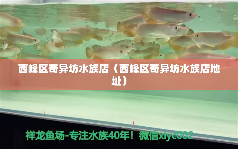 西峰區(qū)奇異坊水族店（西峰區(qū)奇異坊水族店地址）