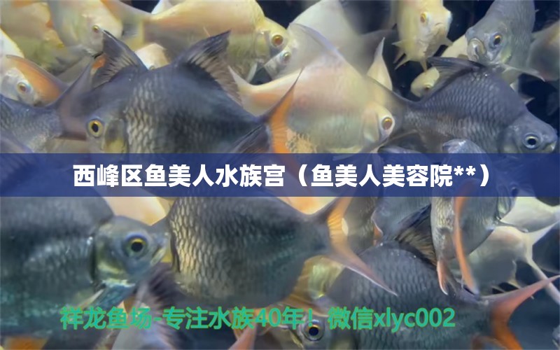 西峰區(qū)魚(yú)美人水族宮（魚(yú)美人美容院**）