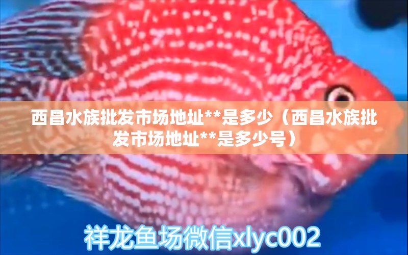 西昌水族批發(fā)市場地址**是多少（西昌水族批發(fā)市場地址**是多少號） 觀賞魚水族批發(fā)市場