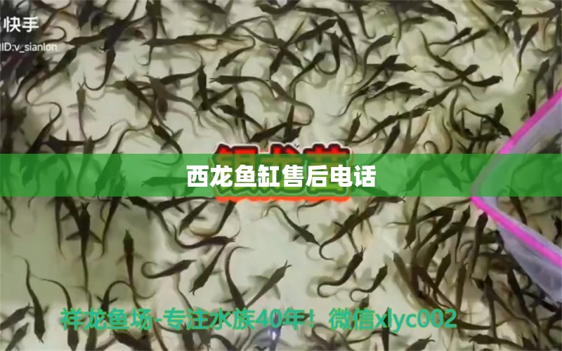 西龍魚缸售后電話 其他品牌魚缸