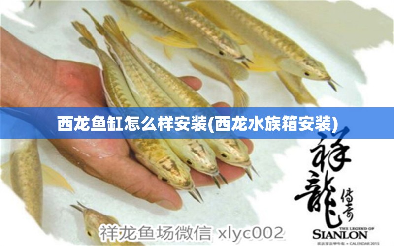 西龍魚缸怎么樣安裝(西龍水族箱安裝) 魚缸/水族箱