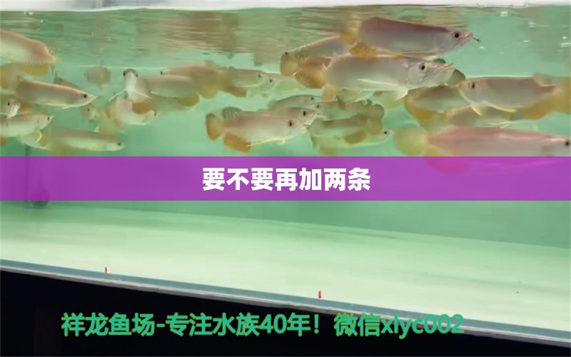 要不要再加兩條 大正錦鯉魚