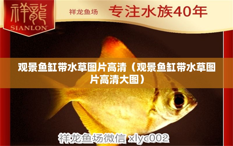 觀景魚缸帶水草圖片高清（觀景魚缸帶水草圖片高清大圖） 水草