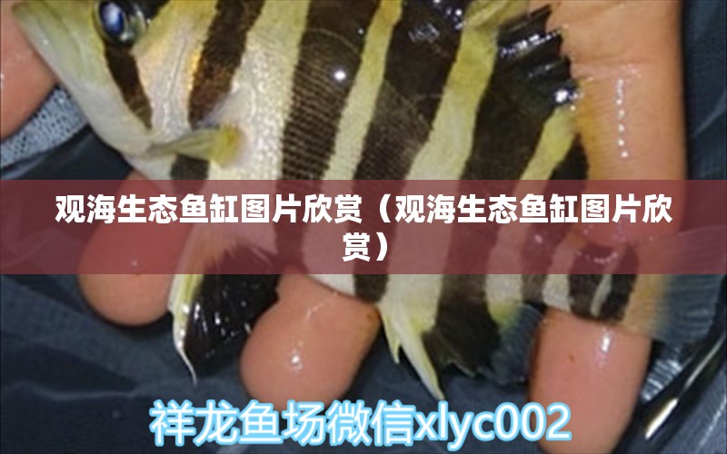 觀海生態(tài)魚(yú)缸圖片欣賞（觀海生態(tài)魚(yú)缸圖片欣賞） 古典過(guò)背金龍魚(yú)