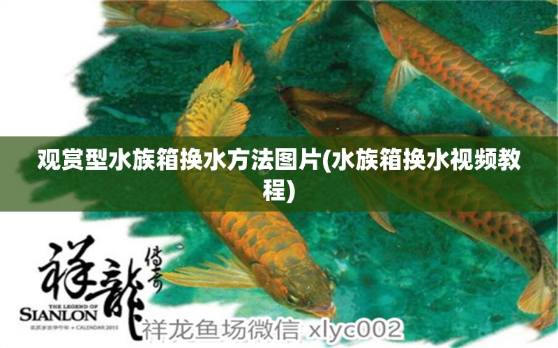 觀賞型水族箱換水方法圖片(水族箱換水視頻教程) 魚缸/水族箱