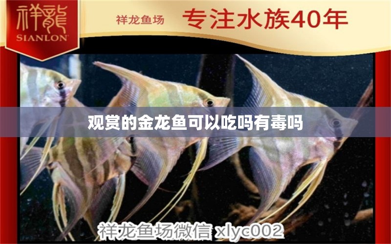 觀賞的金龍魚可以吃嗎有毒嗎