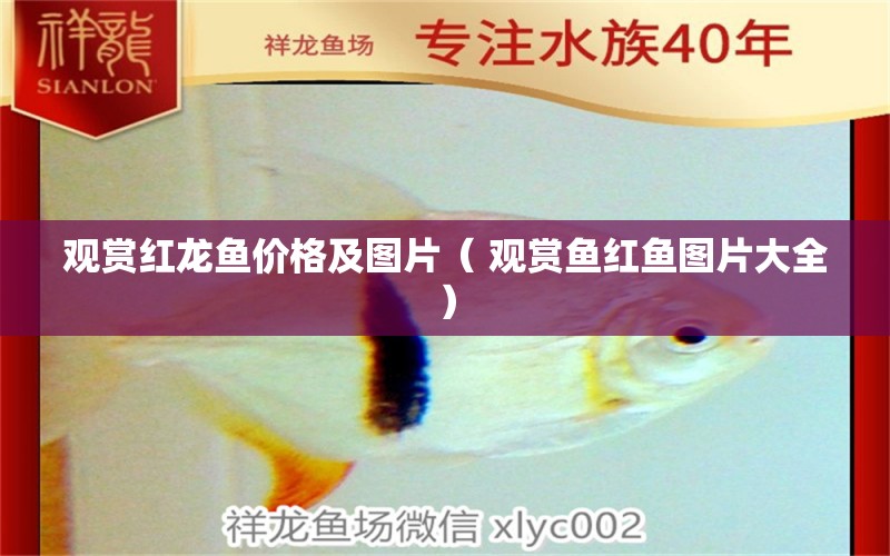 觀賞紅龍魚(yú)價(jià)格及圖片（ 觀賞魚(yú)紅魚(yú)圖片大全） 純血皇冠黑白魟魚(yú) 第1張