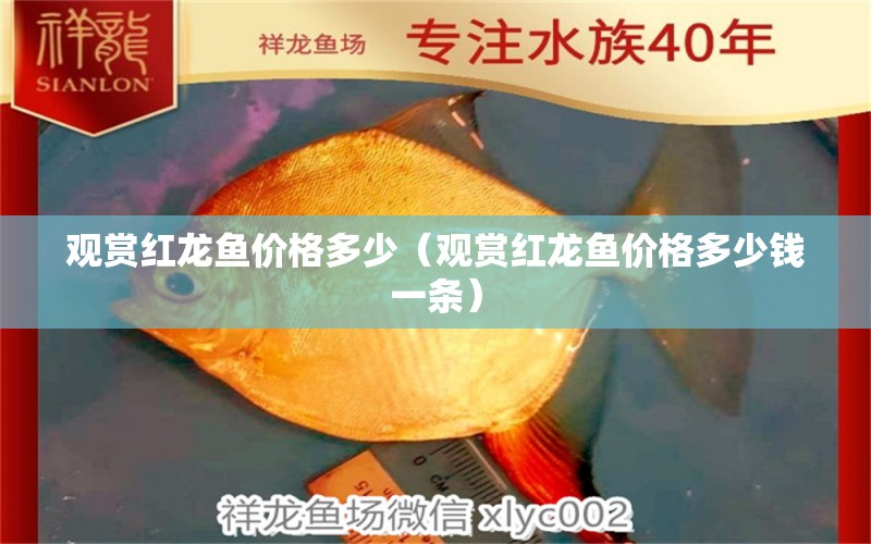 觀賞紅龍魚價(jià)格多少（觀賞紅龍魚價(jià)格多少錢一條） 龍魚百科