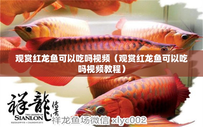 觀賞紅龍魚可以吃嗎視頻（觀賞紅龍魚可以吃嗎視頻教程）