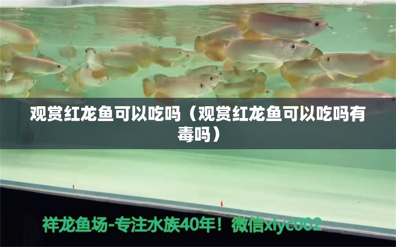 觀賞紅龍魚可以吃嗎（觀賞紅龍魚可以吃嗎有毒嗎）