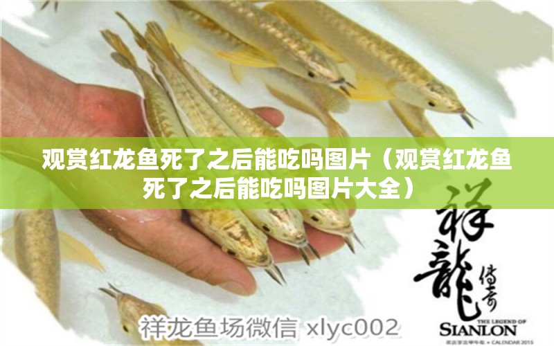 觀賞紅龍魚死了之后能吃嗎圖片（觀賞紅龍魚死了之后能吃嗎圖片大全）