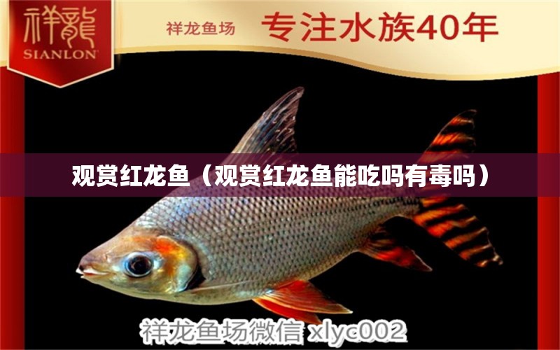 觀賞紅龍魚（觀賞紅龍魚能吃嗎有毒嗎）