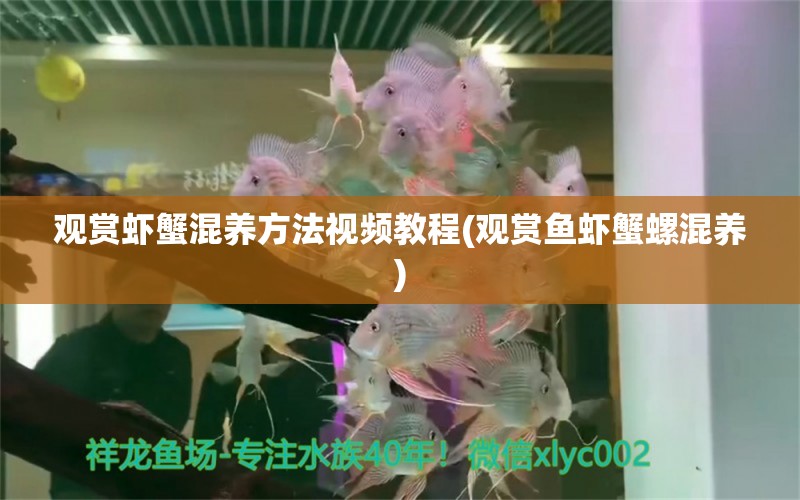 觀賞蝦蟹混養(yǎng)方法視頻教程(觀賞魚蝦蟹螺混養(yǎng)) 祥龍龍魚專用水族燈