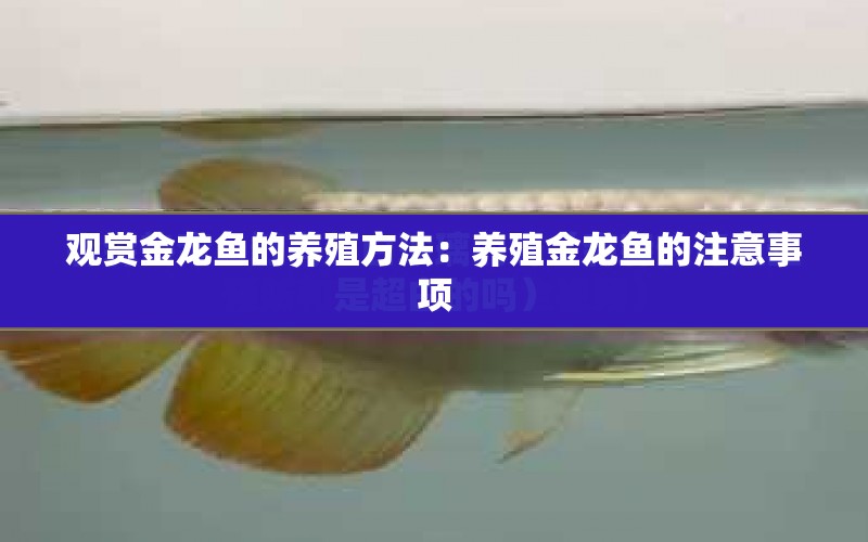 觀賞金龍魚的養(yǎng)殖方法：養(yǎng)殖金龍魚的注意事項(xiàng)