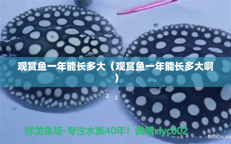 觀賞魚一年能長多大（觀賞魚一年能長多大?。? title=