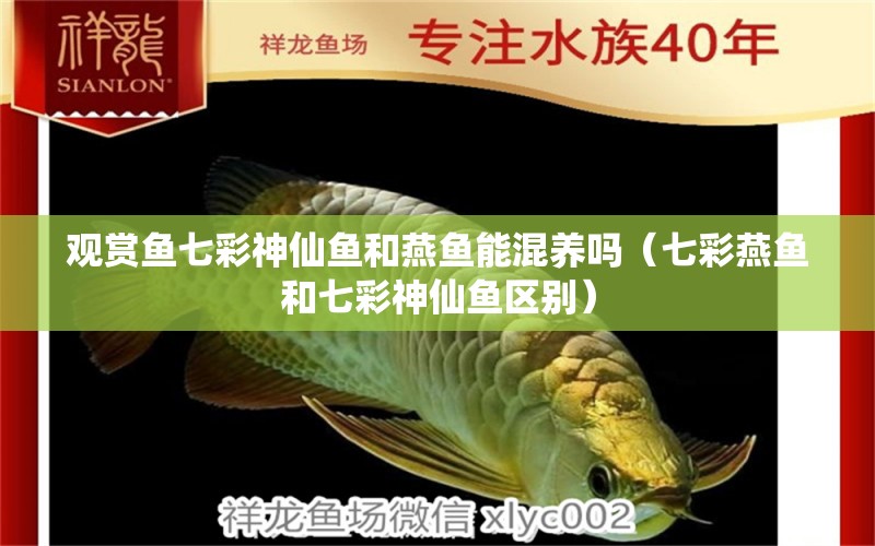 觀賞魚七彩神仙魚和燕魚能混養(yǎng)嗎（七彩燕魚和七彩神仙魚區(qū)別） 彩鰈魚缸（彩蝶魚缸）