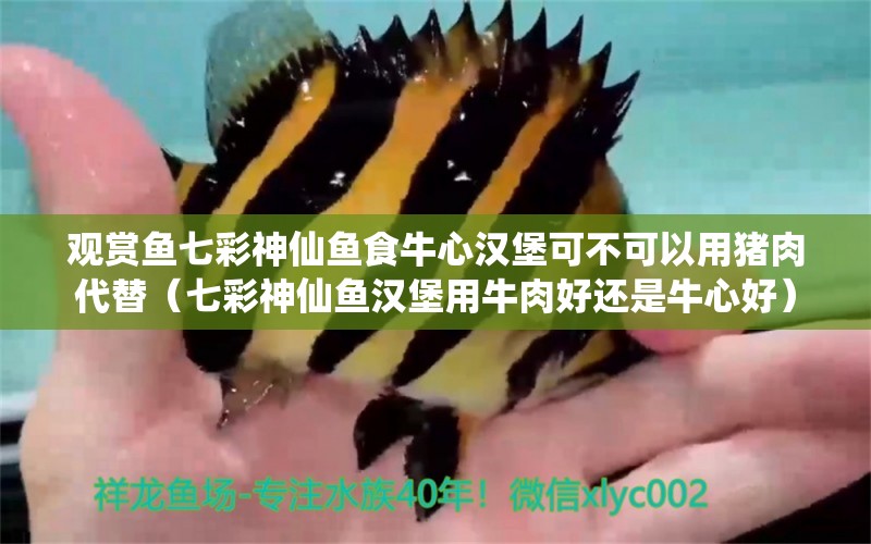 觀賞魚七彩神仙魚食牛心漢堡可不可以用豬肉代替（七彩神仙魚漢堡用牛肉好還是牛心好）