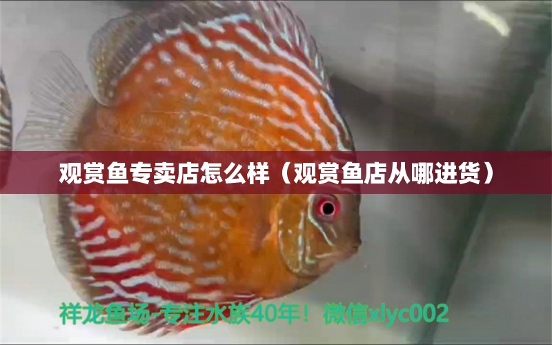 觀賞魚專賣店怎么樣（觀賞魚店從哪進(jìn)貨） 招財(cái)戰(zhàn)船魚