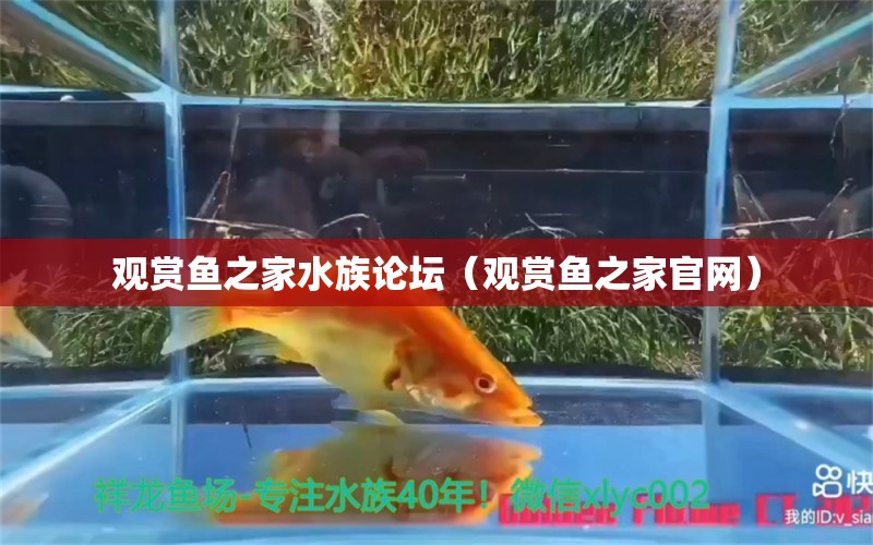 觀賞魚之家水族論壇（觀賞魚之家官網(wǎng)） 文玩