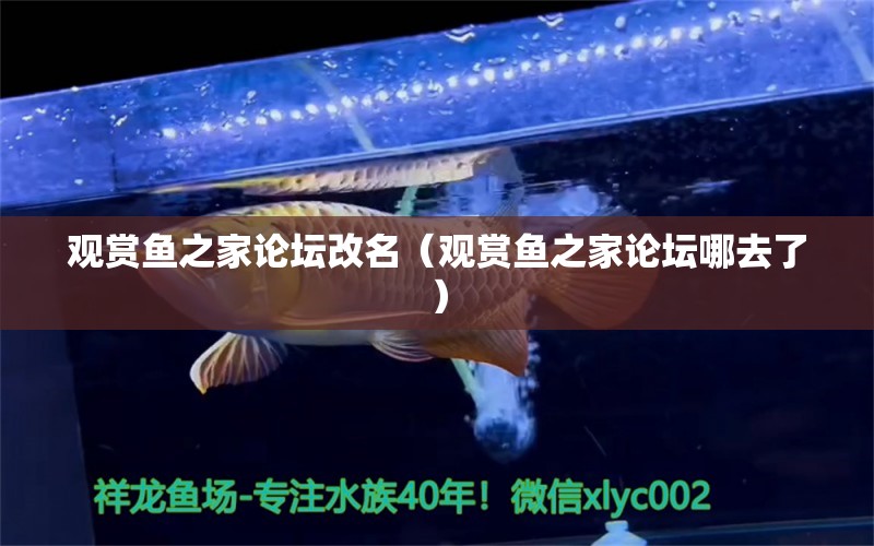 觀賞魚之家論壇改名（觀賞魚之家論壇哪去了）