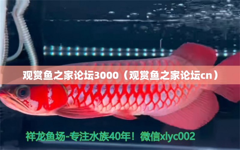 觀賞魚之家論壇3000（觀賞魚之家論壇cn） 祥龍魚場