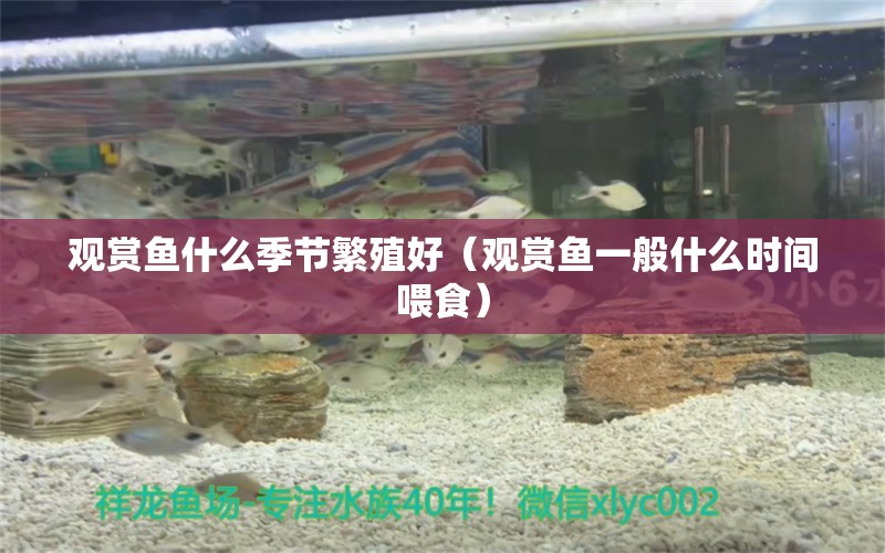 觀賞魚什么季節(jié)繁殖好（觀賞魚一般什么時(shí)間喂食）