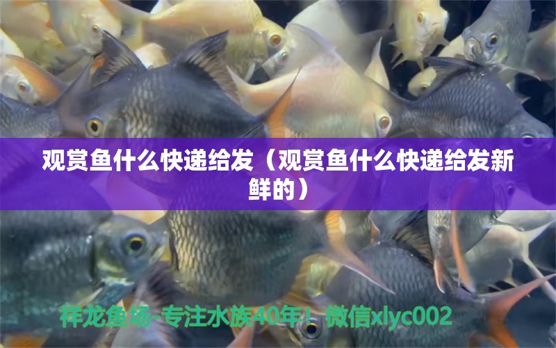 觀賞魚什么快遞給發(fā)（觀賞魚什么快遞給發(fā)新鮮的）