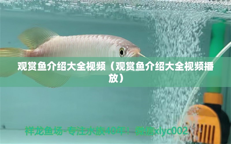 觀賞魚介紹大全視頻（觀賞魚介紹大全視頻播放）