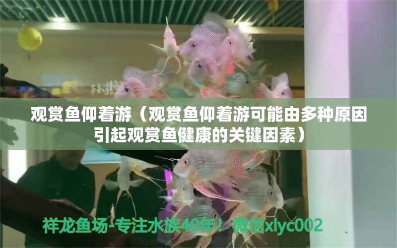 觀賞魚仰著游（觀賞魚仰著游可能由多種原因引起觀賞魚健康的關(guān)鍵因素） 錦鯉魚百科 第2張