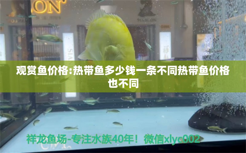 觀賞魚價(jià)格:熱帶魚多少錢一條不同熱帶魚價(jià)格也不同