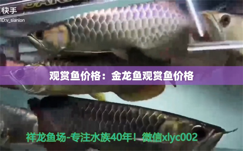 觀賞魚價格：金龍魚觀賞魚價格