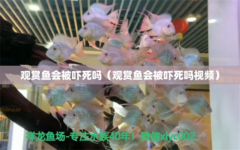 觀賞魚會(huì)被嚇?biāo)绬幔ㄓ^賞魚會(huì)被嚇?biāo)绬嵋曨l） 祥龍水族醫(yī)院