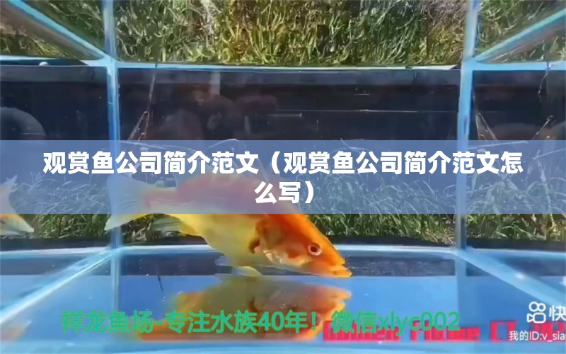 觀賞魚公司簡介范文（觀賞魚公司簡介范文怎么寫）