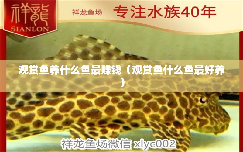 觀賞魚養(yǎng)什么魚最賺錢（觀賞魚什么魚最好養(yǎng)） 森森魚缸