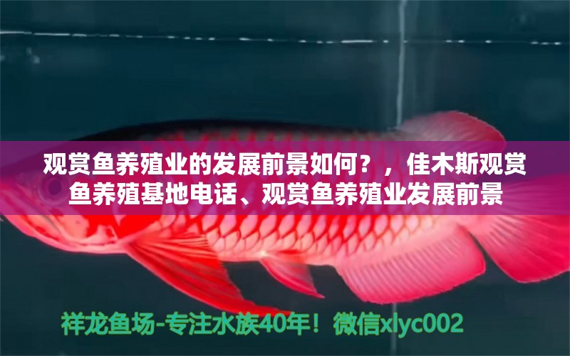 觀賞魚養(yǎng)殖業(yè)的發(fā)展前景如何？，佳木斯觀賞魚養(yǎng)殖基地電話、觀賞魚養(yǎng)殖業(yè)發(fā)展前景 金龍福龍魚 第1張