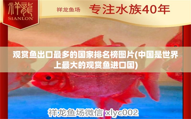 觀賞魚出口最多的國家排名榜圖片(中國是世界上最大的觀賞魚進口國) 觀賞魚進出口 第1張