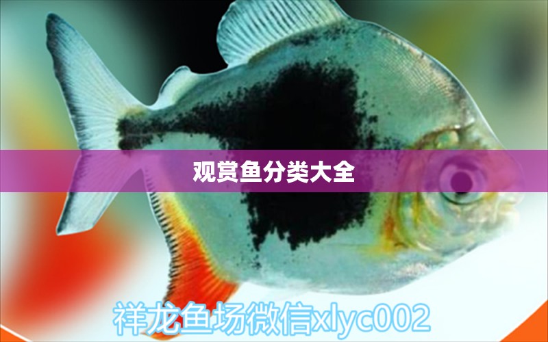 觀賞魚分類大全